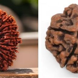 WorldwideGem Original 17 Mukhi Rudraksha with Free 5 Mukhi Rudraksha for Wearing image 2