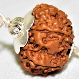 SreeGems 7 Mukhi Rudraksha Original Certified Saptmukhi Mukhi Rudrksha With Silver Capping 7 Mukh Rudraksha Nepali Blessed By Godess Mahalakshmi 7 Face Rudraksh Original 7 मुखी रुद्राक्ष 7 Mukhi Rudraksha Pendant image 2