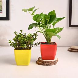 Money And Jade Plant In Fiber Pots-30