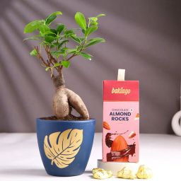 Bonsai In Terracotta Pot With Almond Rocks-image-3