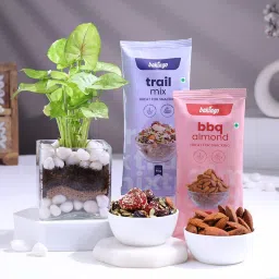 Syngonium Plant In Glass Pot With Nuts Mix-image-61