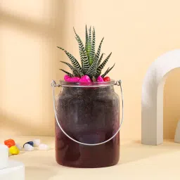 Haworthia In Jar With Pink Stones-image-43