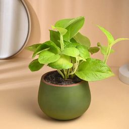 Lush Golden Money Plant In Terracotta Vase-image-30