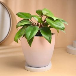 Philodendron Plant With Rustic Pot-image-37