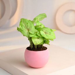 Syngonium Golden Plant With Pink Metal Pot-image-10