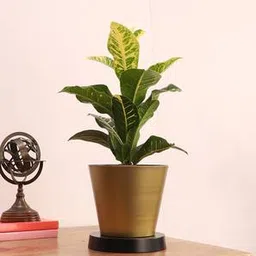 pristine interiors Black & Gold Metal Planter-picture-47