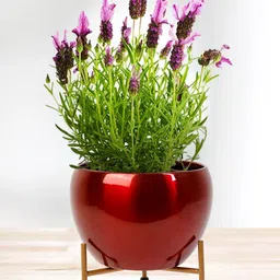 Nymph Reva Red & Gold-Toned 2 Pieces Flower Planters With Stand-37