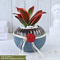Crimson Charm Sansevieria Fusion-image-31