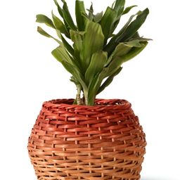 Peepul Tree Brown & Rust Textured Wooden Wicker Planter-image-99