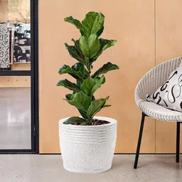 Kuber Industries White 3 Pieces Textured Roto Mould Flower Planters With Tray-image-20