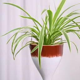 UGAOO Brown & White Colourblocked Cosmic Stone Ceramic Wall Hanging Planter-14