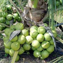 Coconut Plant-image-67