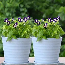 eha Blue 2 Pieces Planters With Buttom Trays-picture-14