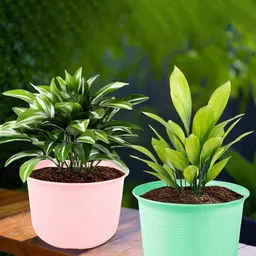 Kuber Industries 2 Pcs Planters With Plate-picture-42