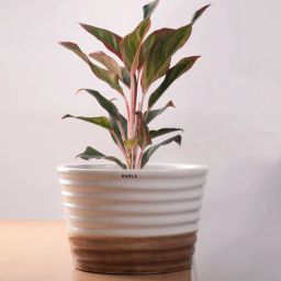 harla arts Love Bite (Medium) White Porcelain Floor Planters With Stand-picture-41