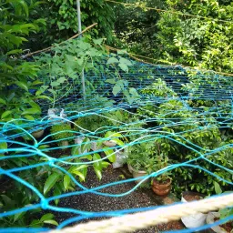 Plant Climbing Net for Agriculture and Terrace Gardening, 3 Meter x 3 Meter Garden Tool Kit-image-13