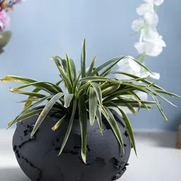 Greyt Grey Textured Cement Planter-4