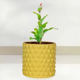 LASAKI Bubble Yellow Small Saffron Ceramic Planters-image-48