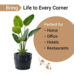 Kuber Industries 3Pcs Black Textured Roto Mould Flower Planters With Tray image 5