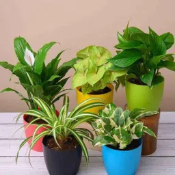 nurserylive Money Marble Prince, Money Green, Peace Lily , Spider , Syngonium Variegated Natural Plant-picture-26