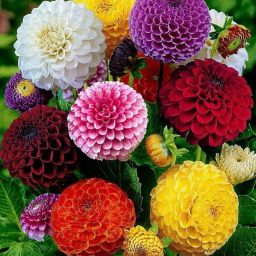 Dahlia Mixed Colour Flower Seeds Seed-image-86