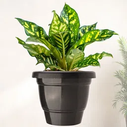 Kuber Industries 4-Pcs Black 2-Layer Phooldaan Planters image 2