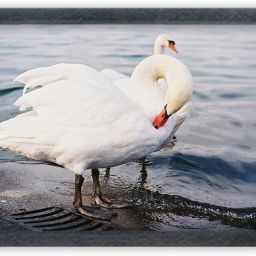 swan bird Painting For Wall Mount wall For Gift Happy Brithday us Digital Reprint 13 inch x 10 inch Painting-image-71