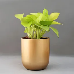 Homspurts Yellow Metal Oval Planter-20