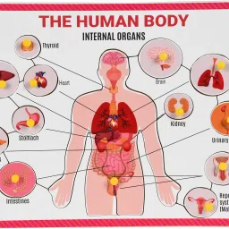 Wooden Part of Human Body Internal Organ with Knobs for Learning Educational Picture Puzzle Baord Best Gift for Kids, Perfect Learning Toys Age 3 and above-13