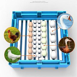 Tm&W -128 Chicken Egg Rolling Type Automatic Egg Incubator Capacity Of 128 Eggs (Any Size Egg Can Be Hatched)Â€¦ (128 Egg Incubator), Pack Of 1 image 2