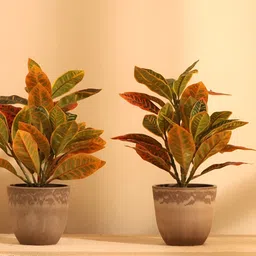 Elemntl 2 Pieces Assorted & Brown Croton Plants With Pot-42