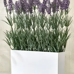 Home Centre Purple & White Lavender Artificial Plant With Pot-image-78