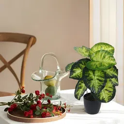 Home Bloom Green & Black Artificial Dieffenbachia Plant With Pot-image-36