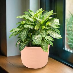 Kuber Industries Peach-Coloured Planters With Plates-42