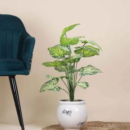 foliyaj 18 Leaf Light Green Alocasia Plant Bunch 2 Feet Tall without Pot-picture-11