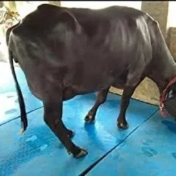 COW MAT-Waterproof Rubber(Mat 8*5 Feet)BPA Free For Horse-E | Cow, Dog, Hamster, Guinea Pig, Miniature Pig Pet Mat-image-94