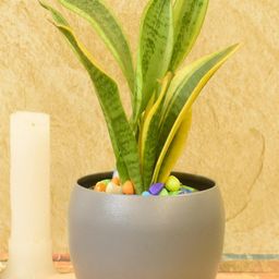 SONE KEY CHIDIYA Grey Textured Home Decor Planter-image-46