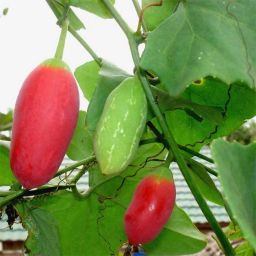 IVY Gourd-Kovakkai-Coccinia Organic Seed-image-30
