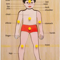 Human Body Parts Puzzle Games and Learning Educational Wood Board for Kids-30