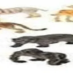 Wild Animals Figures Set for Kids(Pack of 12) PQ-image-55