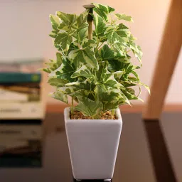fourwalls Polyester Green Mini Wandering In Ceramic Pot Artificial Plants-picture-15