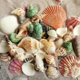 Sea Shells Aquarium Sea shale Home Decoration Used Aquarium & craft H10 Shale Unplanted Substrate-16