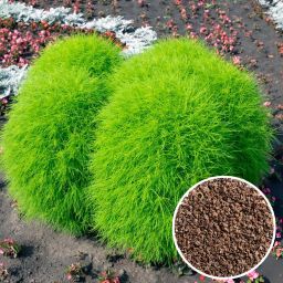 Kochia Plant Seeds Feathery Green Foliage Seeds Kitchen Garden Seed-image-42