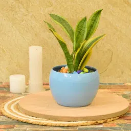 sone key chidiya Wesley Iron Blue Desk Pot-picture-5