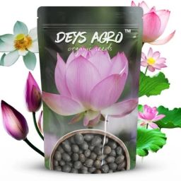 ™ mix colour lotus flower seeds,flower plant Seed-image-50