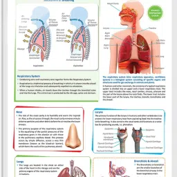 THE RESPIRATORY SYSTEM CHART | The Breath of Life: Exploring the Respiratory System Chart Paper Print-image-21