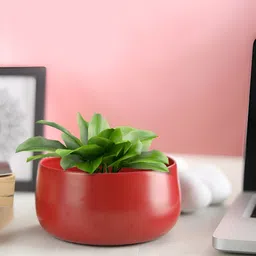 Homspurts Dish Red Metal Planter-image-49
