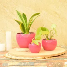 sone key chidiya Audrey Iron Pink Set of 3 Pots-picture-8