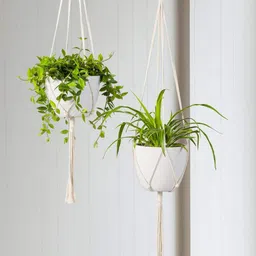 ecofynd Off White 5 Pieces Macrame Plant Hanger-picture-20