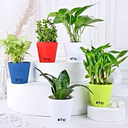 Grand 5 House Plant Set-31